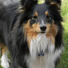 Shetland sheepdog Spirens Enya