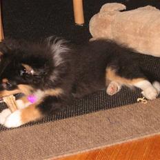 Shetland sheepdog Spirens Enya