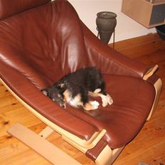 Shetland sheepdog Spirens Enya