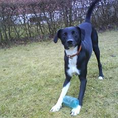 Blanding af racer Thejs