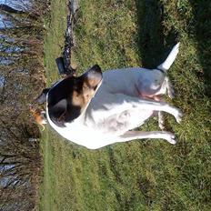 Dansk svensk gaardhund kvik RIP-2017 <3