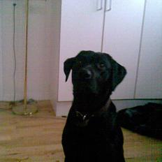 Labrador retriever - Futte ' Rest In Peace 