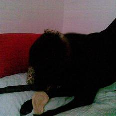 Labrador retriever - Futte ' Rest In Peace 