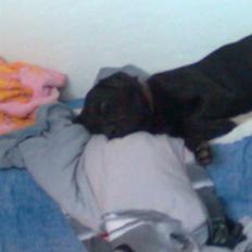 Labrador retriever - Futte ' Rest In Peace 