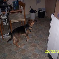 Blanding af racer Buller