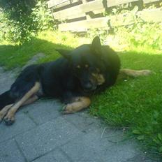 Blanding af racer RASMUS