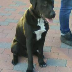 Blanding af racer Baloo