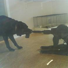 Blanding af racer Baloo