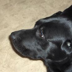 Blanding af racer Bass <3