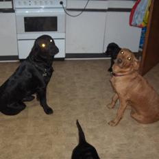 Blanding af racer Bass <3