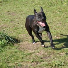 Amerikansk staffordshire terrier Kiela