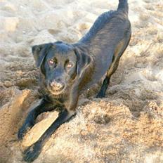 Labrador retriever Bella