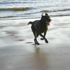 Labrador retriever Bella