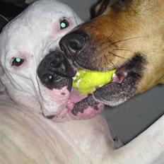 Amerikansk bulldog aja R:I:P