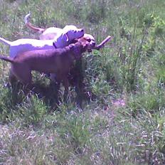 Amerikansk bulldog aja R:I:P