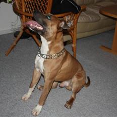 Amerikansk staffordshire terrier Tyzon *Solgt*