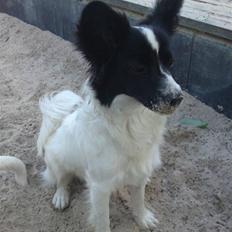 Blanding af racer Bixy Pixi