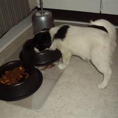 Blanding af racer Bixy Pixi