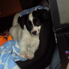 Blanding af racer Bixy Pixi