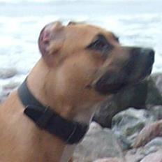 Amerikansk staffordshire terrier Buzkaa