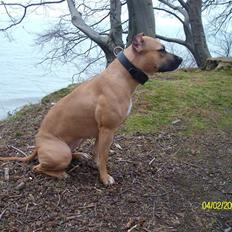 Amerikansk staffordshire terrier Buzkaa