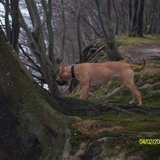 Amerikansk staffordshire terrier Buzkaa