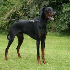 Dobermann Kaizo