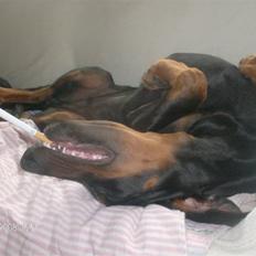 Dobermann Kaizo