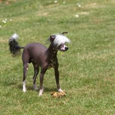 Chinese crested hårløs Yin- Shing.Sun