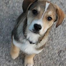 Blanding af racer Meegò R.I.P 110113