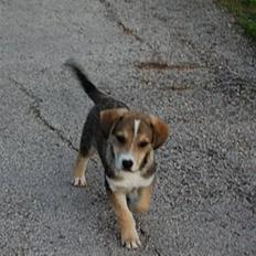 Blanding af racer Meegò R.I.P 110113