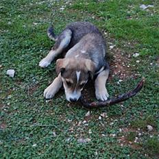 Blanding af racer Meegò R.I.P 110113