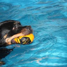 Rottweiler Xinka R.I.P <3