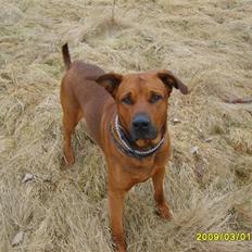 Blanding af racer boss