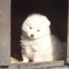 Japansk spids Bailey :)<3 