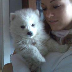 Japansk spids Bailey :)<3 