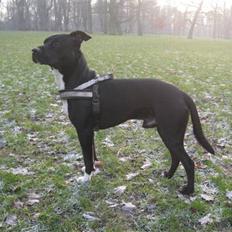 Blanding af racer Harley