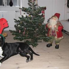 Blanding af racer Harley