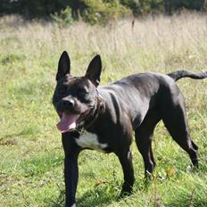 Amerikansk staffordshire terrier Kiela