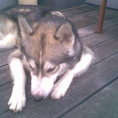 Alaskan malamute Snusen