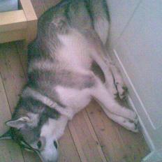 Alaskan malamute Snusen