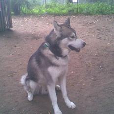 Alaskan malamute Snusen
