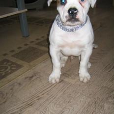 Amerikansk bulldog ABO´s jim morrison