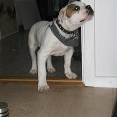 Amerikansk bulldog ABO´s jim morrison