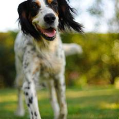 Engelsk setter Nanna