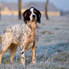 Engelsk setter Nanna