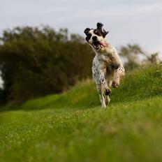 Engelsk setter Nanna