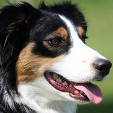 Border collie Fay *13.12.2008 - 4.12.2018*