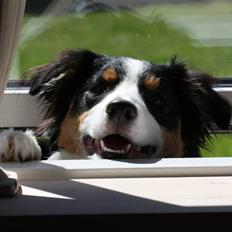 Border collie Fay *13.12.2008 - 4.12.2018*