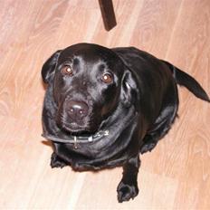 Labrador retriever Molly